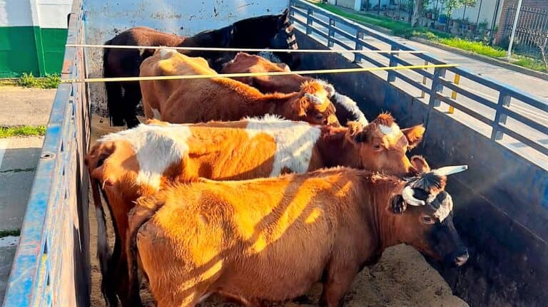 Carabineros recupera en la Región Metropolitana animales robados desde un predio en Villa Prat