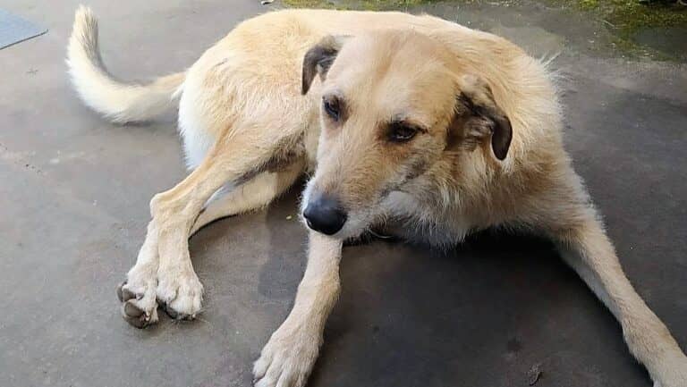 Agrupación animalista de Hualañé exige respuestas tras misteriosa desaparición de conocido perro comunitario