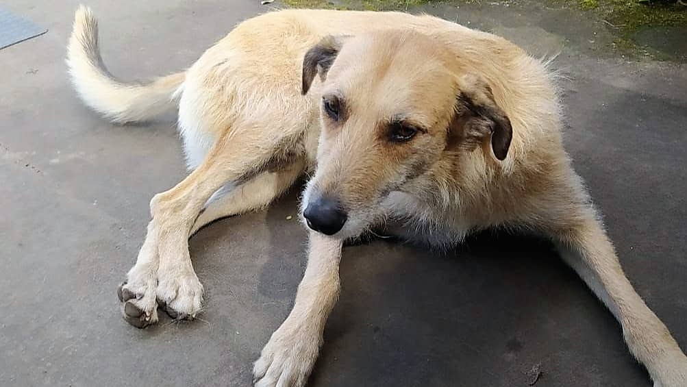 Agrupación animalista de Hualañé exige respuestas tras misteriosa desaparición de conocido perro comunitario
