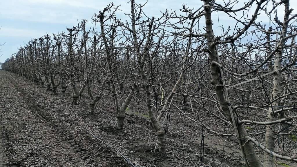INIA advierte sobre los desafíos para los huertos de cerezos ante pronóstico de una primavera cálida y lluviosa