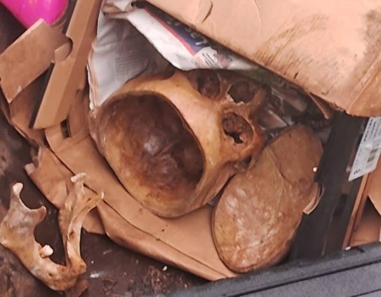 Misterio resuelto en Los Niches: PDI aclara origen del cráneo humano hallado en la basura
