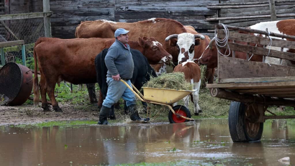 Alerta frutícola: Advierten sobre daños en suelos y aparición de hongos tras intensas lluvias