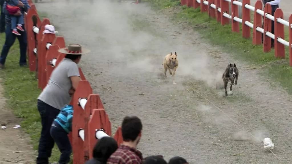 Cámara Baja aprueba proyecto para prohibir carreras de galgos en Chile