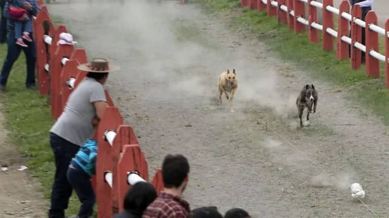 Cámara Baja aprueba proyecto para prohibir carreras de galgos en Chile