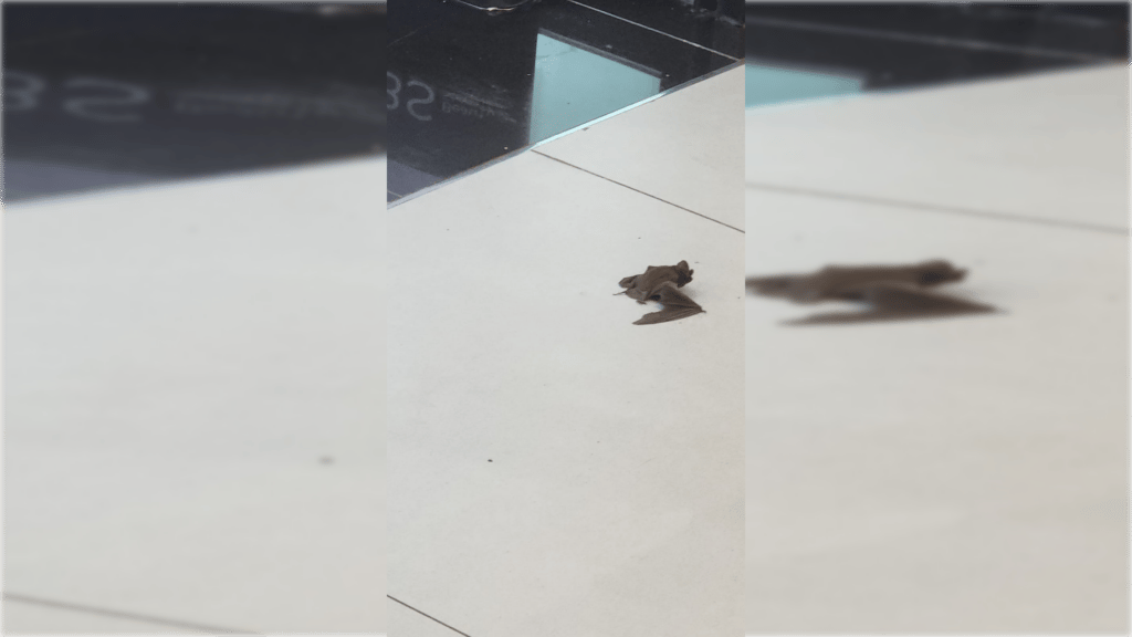 Murciélago cayó desde el techo al interior de una tienda en Mall Curicó