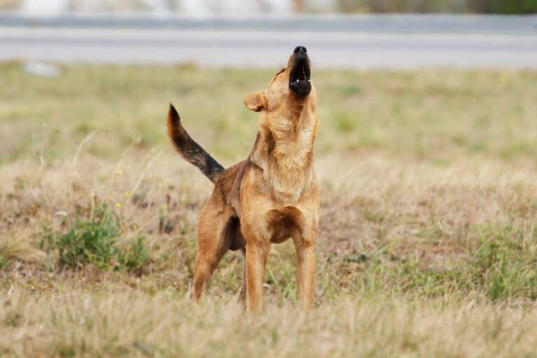 Diputado Muñoz aclara polémica por ley de perros asilvestrados: "Aquí no se trata de salir a matar ni cazar animales"
