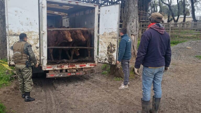 Carabineros desarticula banda de cuatreros: recuperan 14 vacunos y un camión robado tras persecución