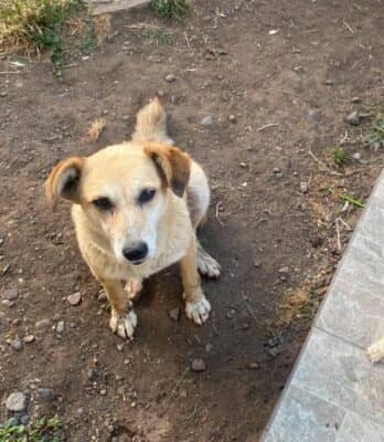 Denuncian en Fiscalía a sujeto que atacó y dejó grave a perrita comunitaria que debió ser eutanasiada en Molina