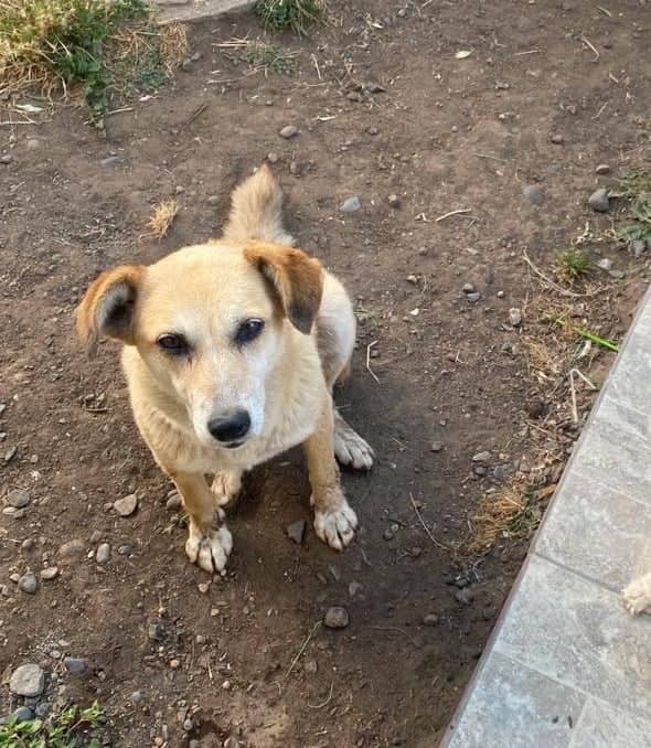 Denuncian en Fiscalía a sujeto que atacó y dejó grave a perrita comunitaria que debió ser eutanasiada en Molina