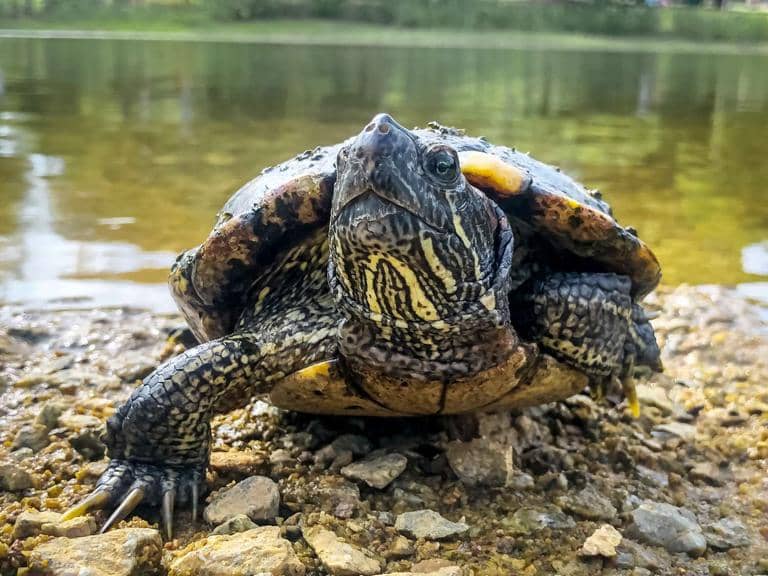 PDI descubre peces genéticamente modificados y tortuga protegida en locales de mascotas del Maule