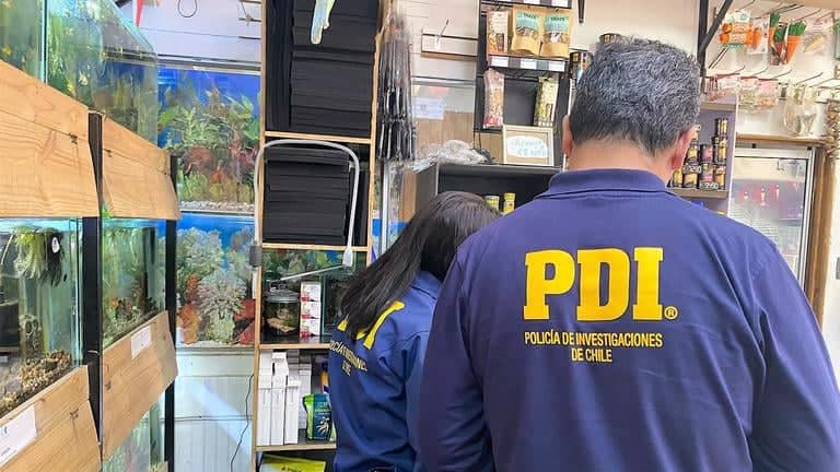 PDI incauta peces transgénicos y especie protegida tras fiscalizaciones en locales comerciales de Curicó y Romeral