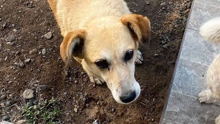Municipalidad de Molina anuncia acciones legales por la muerte de perrita comunitaria tras caso de maltrato animal