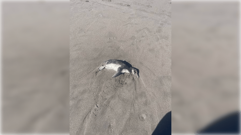 Sernapesca interpone denuncia criminal tras hallazgo de 57 pingüinos muertos en las costas del Maule