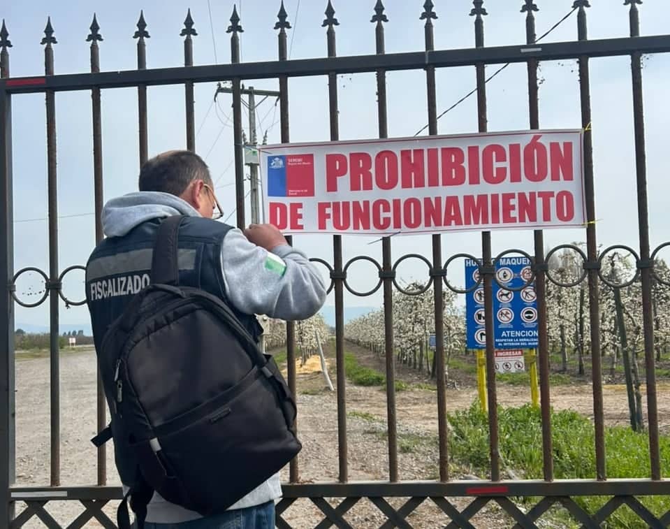 Decretan prohibición de funcionamiento a huerto frutícola por manejo irregular de guano en sector Maquehua