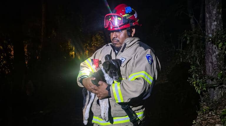 Bomberos rescata a perro que habría sido lanzado a un barranco dentro de un saco en Los Queñes