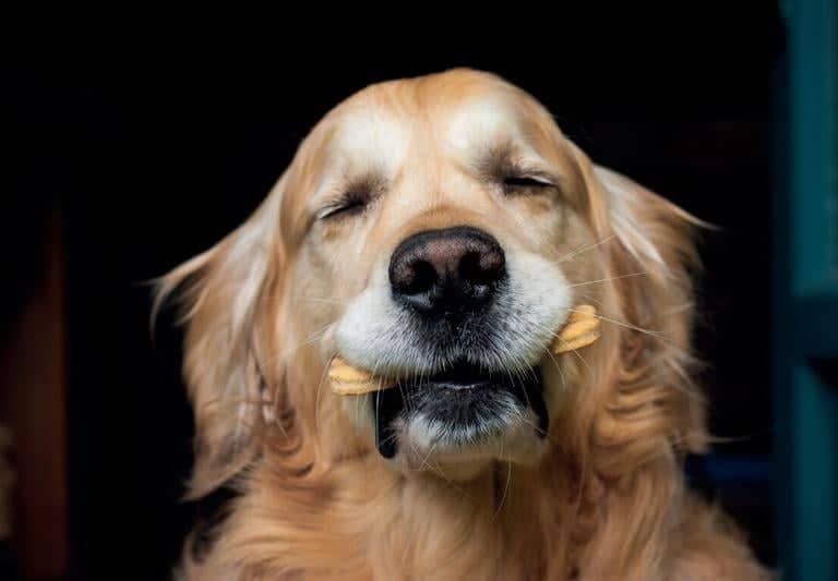 ¿Galletas, carnazas o snacks naturales? Estudio curicano busca saber qué le das de premio a tu perro
