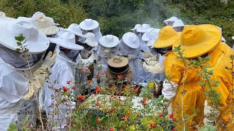 Mortalidad invernal de colmenas alcanza cifra récord de 28,3% en Chile y enciende alarmas en la agricultura