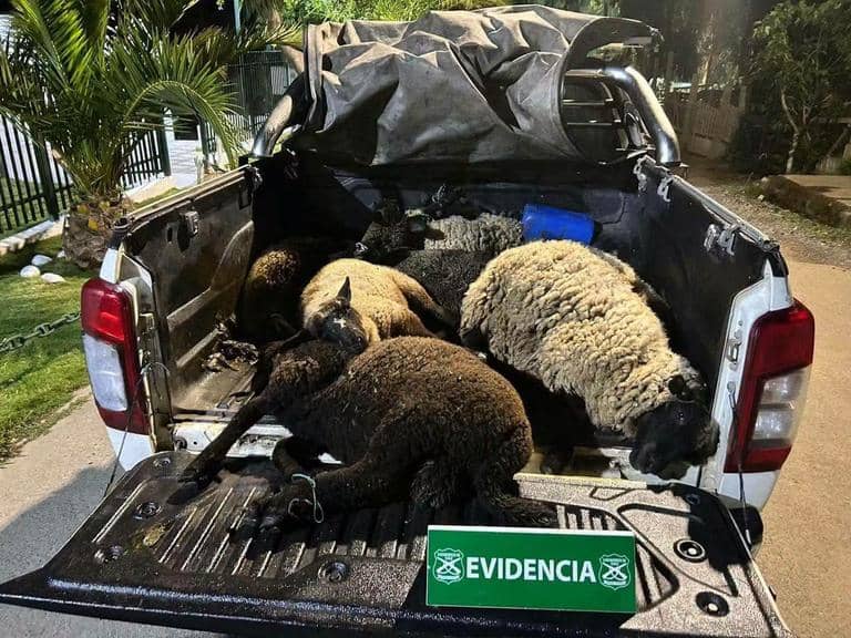 Imputados por abigeato en Vichuquén quedan en libertad con firma mensual tras ser detenidos en Hualañé