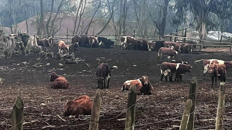 Vecinos de Teno denuncian malos olores y plaga de moscas provocada por predios ganaderos