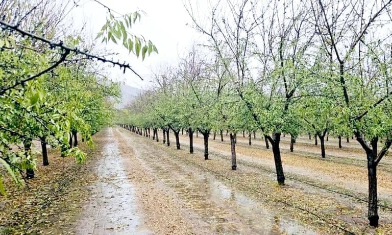 Lluvias de octubre amenazan millonarias pérdidas en fruticultura del Maule