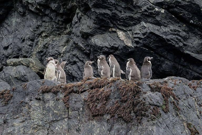 Pingüinos varados en el Maule: Greenpeace acusa "descoordinación" y exige respuestas a Sernapesca