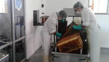 SAG inspecciona salas de extracción de miel a la unión europea
