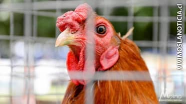 Teno celebra su primera exposición de aves