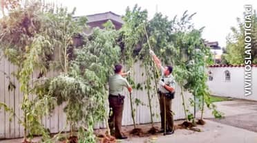 Incautan más de 34 plantas de marihuana en la orilla del río Teno