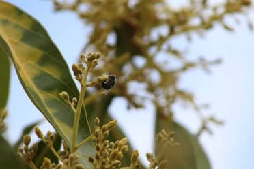 Abejas nativas son entregadas para polinizar huertos agrícolas