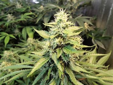 Comisión del Senado aprobó indicación que permite uso personal de cinco plantas de marihuana en domicilios