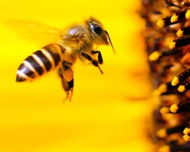 Investigación demostró efectos dañinos de líneas eléctricas en las abejas y la polinización
