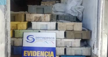 PDI de Cauquenes incauta cinco toneladas de merluza por infracción a la Ley de Pesca