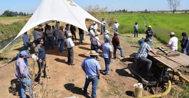 Expertos entregan alternativas para un cultivo de arroz más sustentable