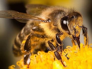 Abejas serían beneficiadas con la disminución de la contaminación debido a la pandemia
