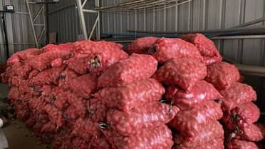 Curicano donó 30 toneladas de papas a familias vulnerables de Futrono