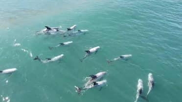Decenas de delfines son captados en la costa de Reñaca