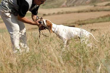Agrupación animalista hace urgente llamado para detener la caza ilegal en Romeral