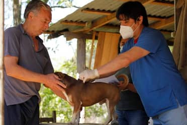 Hualañé: Gran operativo veterinario gratuito para mascotas y animales mayores