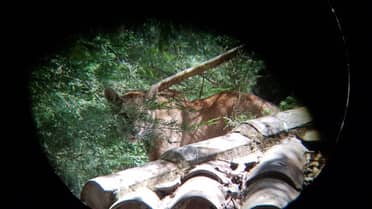 Puma escapó de captura en Romeral: SAG activó código rojo ante posible reaparición