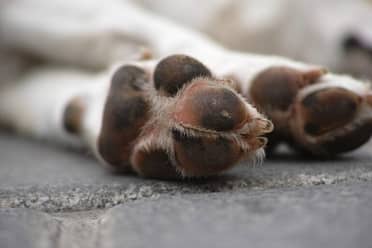 Sujeto arrastró perro hasta matarlo: agrupación denuncia que también mataría gatos