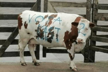 Crueldad animal: Partidarios de Kast rayan animal en subasta para llamar a votar por él