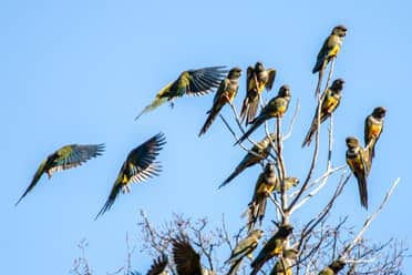 Denuncian uso de disparos de ruido en parcelas de Los Queñes para ahuyentar a bandadas de loros tricahue