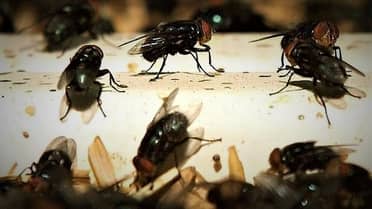Vecinos de Población Mataquito denuncian plaga de moscas y malos olores desde restos de mega incendio