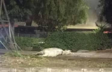 Municipio llama a la tenencia responsable tras atropello de caballo en cruce ferroviario