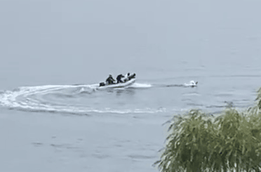 Inaudito: sorprenden a sujetos en lancha amedrentando a cisnes en Lago Vichuquén