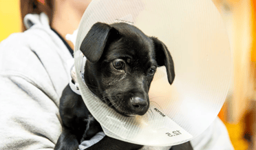Municipio de Sagrada Familia continúa programa de tenencia responsable de mascotas