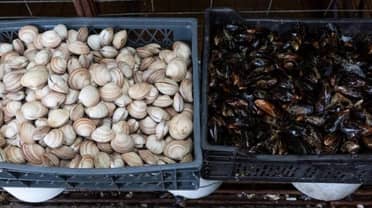 Dos personas resultaron intoxicadas tras comer mariscos comprados en la Feria de Las Pulgas de Curicó