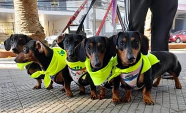 Fundación PatiCorta y Carabineros realizaron exitosa “CaminaDog” en Curicó