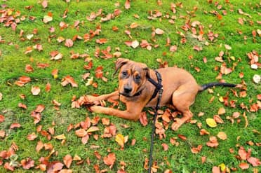 ¿Cuáles son los elementos indispensables para tu perro?