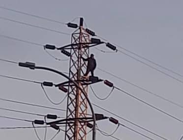 Hombre fallece calcinado luego de subir a torre de alta tensión en Curicó